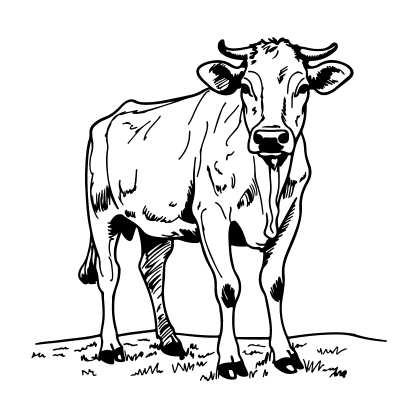 Boeuf